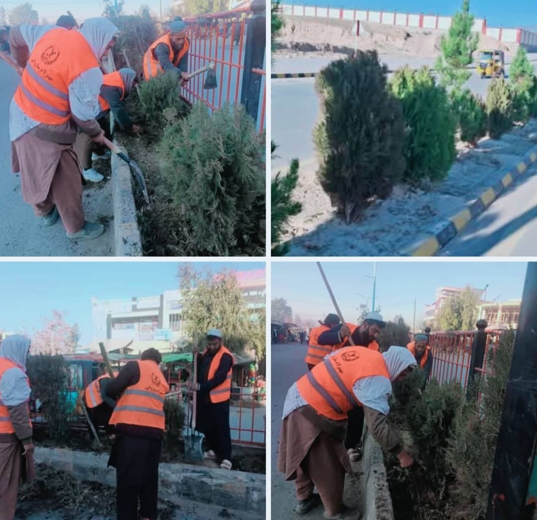 د ګلدانونو منظم کول
